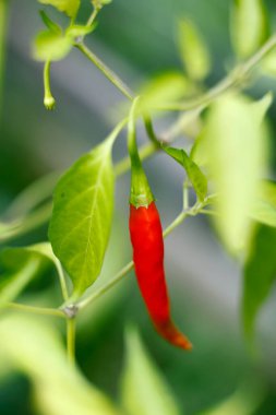 Growing red chili pepper on plant