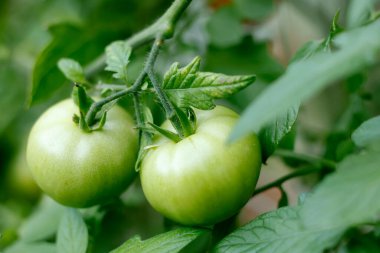 Growing green tomatoes on vine