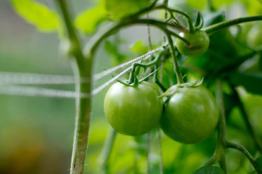 Growing green tomatoes on vine