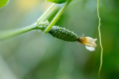 Sarı çiçekli salatalık yetiştiriyor.