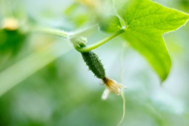 Growing cucumber on green vine