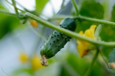 Yeşil yaprakların arasında salatalık yetişiyor.