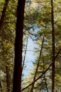 forest and trees, flora and nature