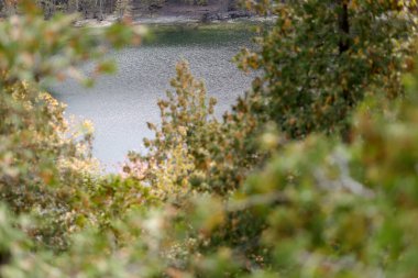 Ormanda bir nehir olan sonbahar manzarası