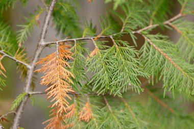 kozalaklı çam ağaçları