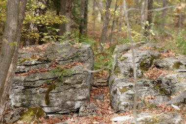 old stone overgrown with moss and trees.