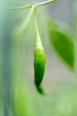 Bitkinin üstünde taze yeşil biber.