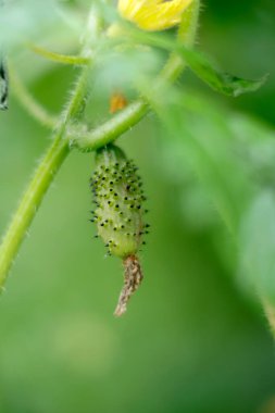 Bir tırtıla yaklaş.