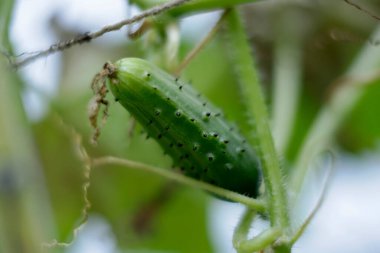 close up of caterpillar with leaf