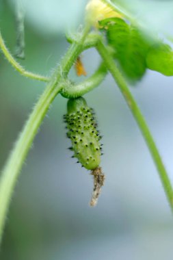 a close up shot of green caterpillar