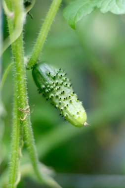 close up of green cucumber growing in the vegetable farm