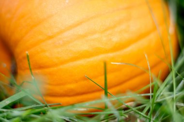 close up of fresh organic pumpkin in the garden