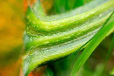 Yeşil bitki yaprağı dokusuna yakın plan