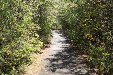 Yeşil yapraklarla çevrili yolu daralt