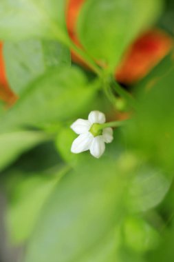Yeşil yaprakların arasında küçük beyaz çiçek