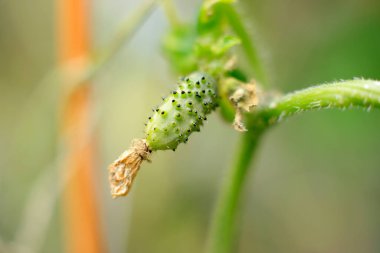 Yeşil bitki tomurcuğunun yakın görüntüsü