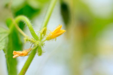 Yellow flower blooming on green vine