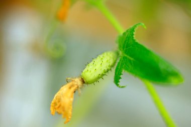Bitkide yetişen küçük yeşil meyve