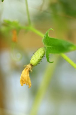 Sarı çiçekli küçük yeşil meyve