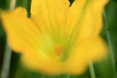 Kapatın sarı çiçekleri.