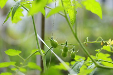 Sarmaşıkta yetişen yeşil domatesler