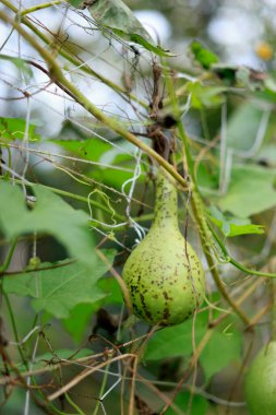 Green gourd hanging from vine