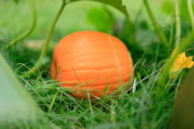 Yeşil çimenlerde yetişen turuncu balkabağı