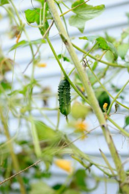 Yeşil bitkide asılı tırtıl