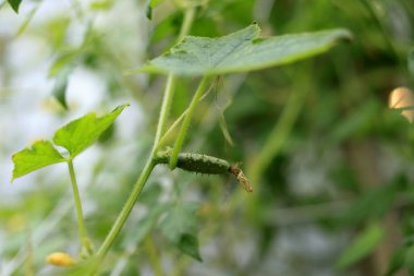 yeşil yaprakları üzerinde dinlenme tırtıl