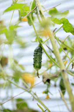 Bitkide asılı yeşil tırtıl