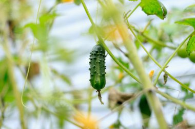 Yeşil bitkide salatalık yetişiyor.