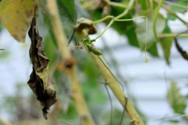 Bitki sapında yeşil tırtıl