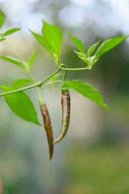 Asılı iki yeşil biber