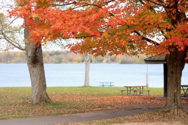 Sakin göl kenarında sonbahar ağaçları