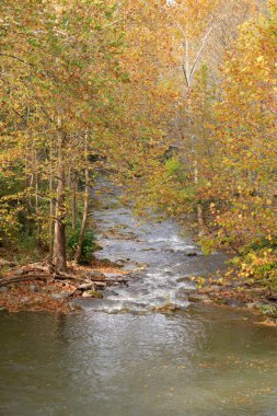 Sonbahar ağaçlarıyla çevrili akan nehir.