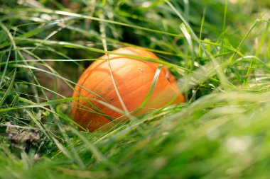 Yeşil çimenlerde duran turuncu soğan