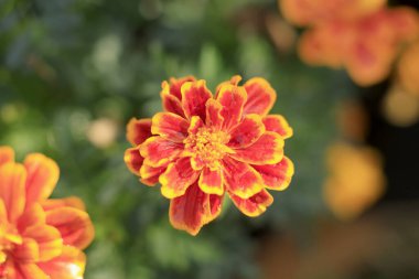 Vibrant orange marigold flower blooming