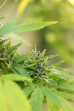 Kenevir bitkisinin yapraklarını kapat