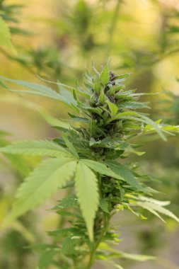 Kenevir bitkisinin çiçeklerini kapat