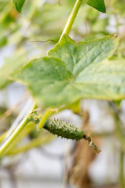 Sarmaşıkta yetişen yeşil salatalık