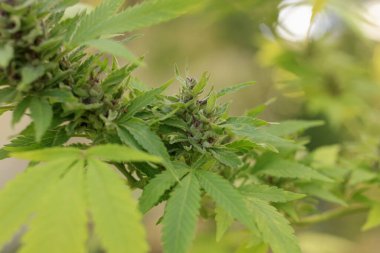 Yeşil kenevir bitkisinin yapraklarını kapat