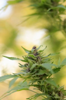 Tomurcuklu kenevir fabrikasını kapat