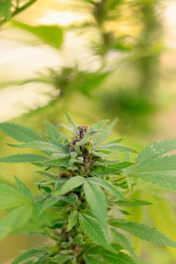 Yeşil kenevir fabrikasını kapatın.