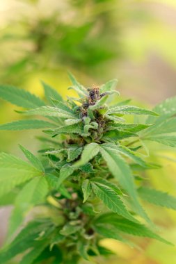 Yeşil kenevir fabrikasını kapatın.