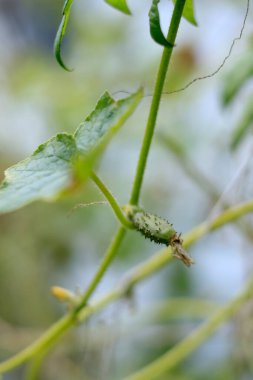 Bitki sapında dinlenen yeşil tırtıl