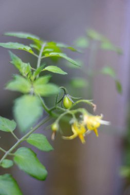 Sarı çiçekli ve tomurcuklu yeşil bitki