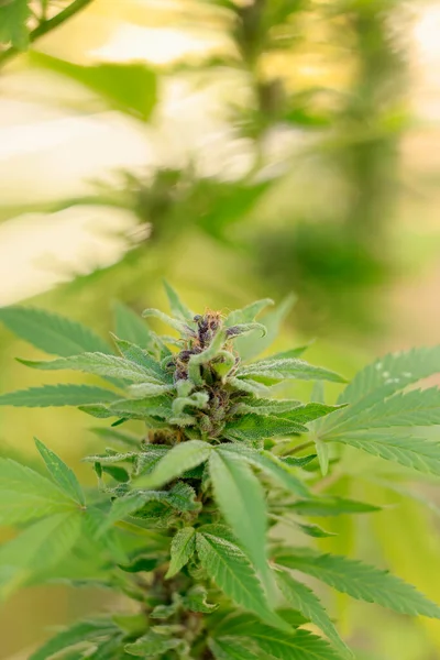 Yeşil kenevir fabrikasını kapatın.