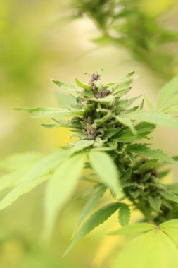 kenevir bitkisini yapraklarla kapatın