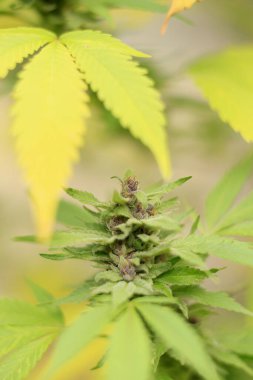 Esrar bitkisi yaprakları ve tomurcukları