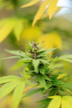 Esrar bitkisinin yapraklarına yakın çekim